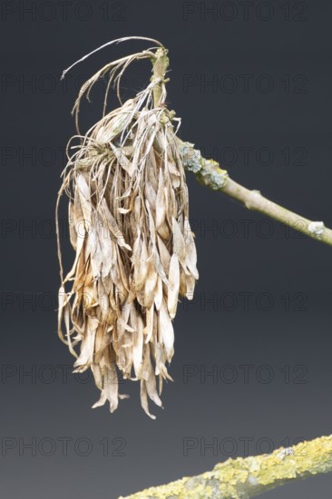 Fruits of an ash tree (Fraxinus excelsior), Dümmer nature park Park, Lower Saxony, Germany