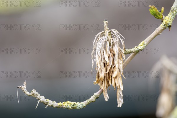 Fruits of an ash tree (Fraxinus excelsior) with young buds next to it, Dümmer nature park Park, Lower Saxony, Germany