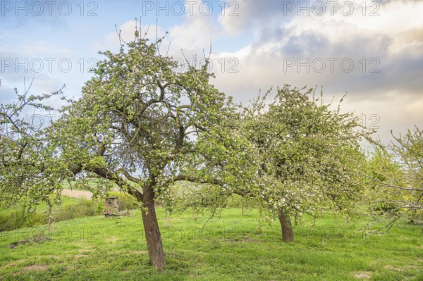 Flowering apple trees (Malus domestica) in a green meadow under a partly cloudy sky, Stemweder Berg, Wehdem, North Rhine-Westphalia, Germany