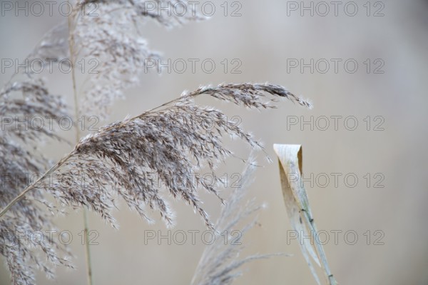 Close-up of dry, beige-coloured reeds (Phragmites communis) blurred in the background, Dümmer nature park Park, Lembruch, Lower Saxony, Germany