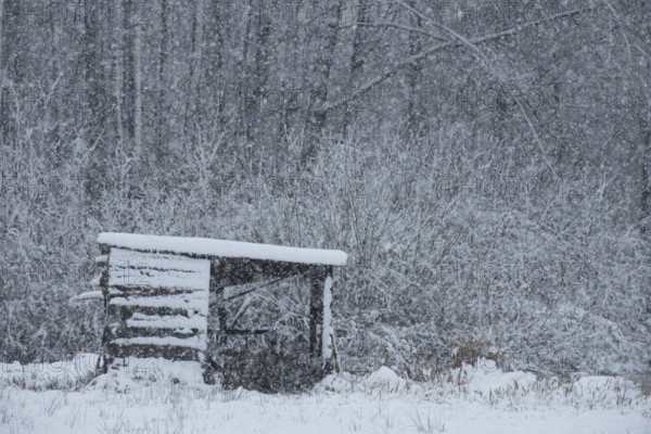 Snowy landscape with a small hut in the forest, cold and grey atmosphere, Dümmer nature park Park, Lower Saxony, Germany