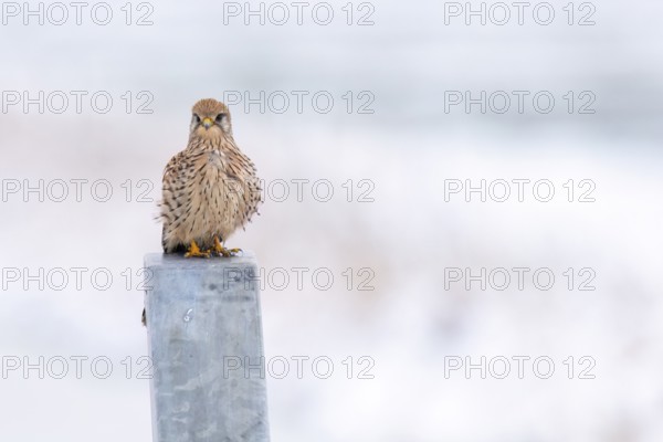 A Common Kestrel (Falco tinnunculus) sits on a grey post in a bright, wintry atmosphere, Dümmer nature park Park, Lower Saxony, Germany