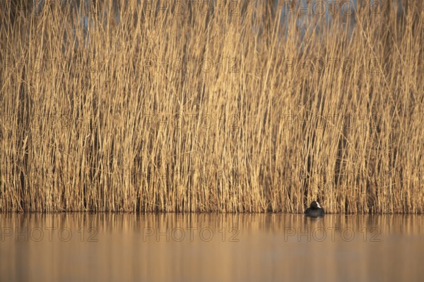 Reeds by the water offer a peaceful and natural scene with a solitary coot (Fulica atra), Dümmer nature park Park, Lembruch, Lower Saxony, Germany