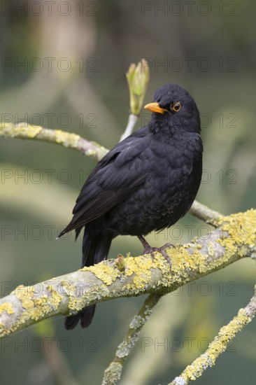Blackbird (Turdus merula) male animal on a moss-covered branch, birdwatching, Dümmer nature park Park, Lower Saxony, Germany