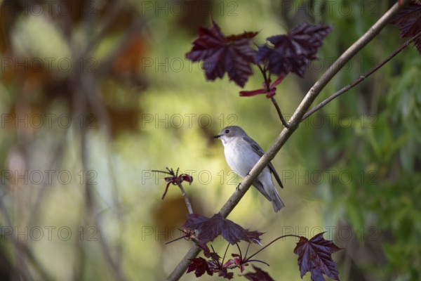 A pied flycatcher (Ficedula hypoleuca) on a branch with dark red leaves of a blood maple in a natural environment, Dümmer nature park Park, Lower Saxony, Germany