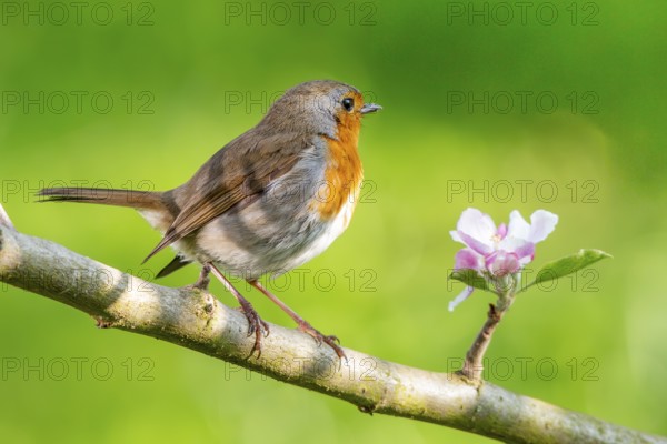 A robin (Erithacus rubecula) on a branch of a flowering apple tree (Malus domestica) next to a pink blossom in a green environment, Dümmer nature park Park, Lower Saxony, GermanyA robin on a branch of a flowering apple tree (Malus domestica) next to a pink blossom in a green environment, Dümmer Nature Park, Lower Saxony, Germany