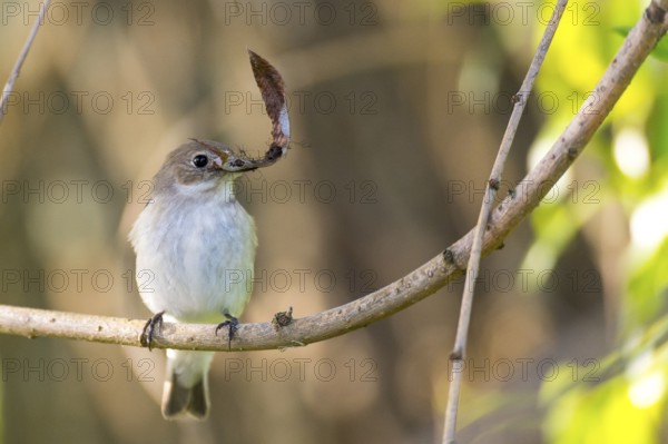 A pied flycatcher (Ficedula hypoleuca) with a leaf in its beak sitting on a branch with dark red leaves of a blood maple in a natural environment, Dümmer nature park Park, Lower Saxony, Germany