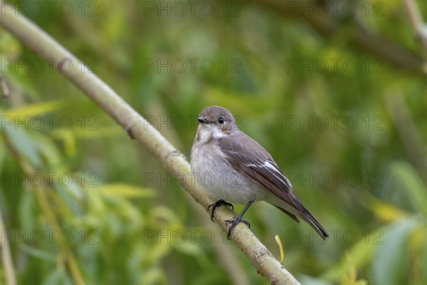 A pied flycatcher (Ficedula hypoleuca) on a branch in a natural environment, Dümmer nature park Park, Lower Saxony, Germany