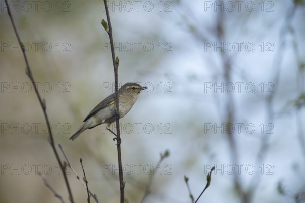 A small chiffchaff (Phylloscopus collybita) sits on a branch and sings, Dümmer nature park Park, Lower Saxony, Germany