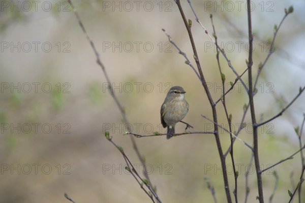 A small chiffchaff (Phylloscopus collybita) sitting on a branch, relaxed spring mood, Dümmer nature park Park, Lower Saxony, Germany