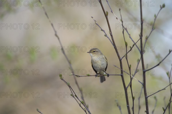 A small chiffchaff (Phylloscopus collybita) sits on a branch and looks to the side with interest, Dümmer nature park Park, Lower Saxony, Germany