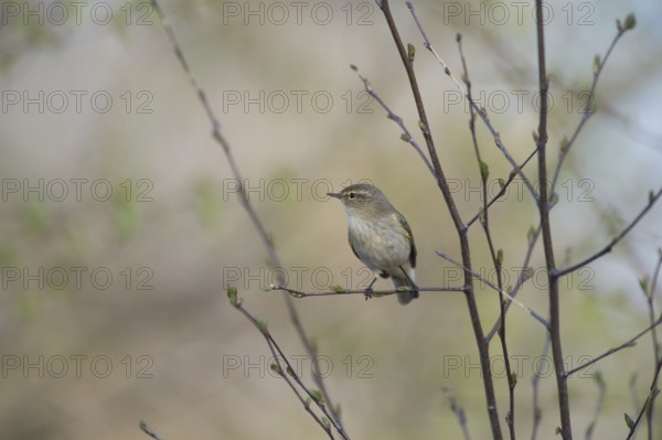 A small chiffchaff (Phylloscopus collybita) sits on a branch and observes the surroundings, Dümmer nature park Park, Lower Saxony, Germany