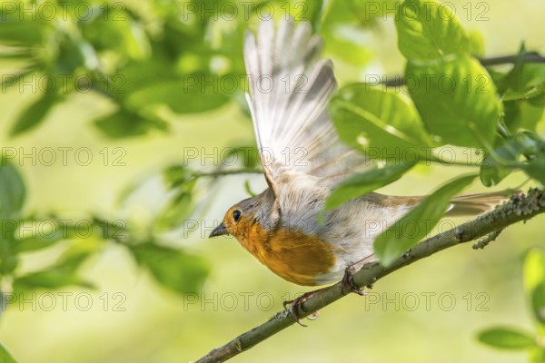A robin (Erithacus rubecula) spreads its wings on a branch in a green environment, Dümmer nature park Park, Lower Saxony, Germany