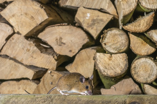 A yellow-necked mouse (Apodemus flavicollis) sitting in front of a pile of cut logs of firewood, Dümmer nature park Park, Lower Saxony, Germany