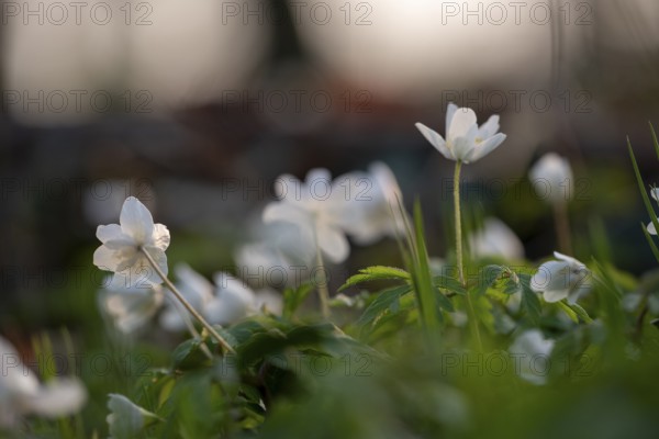 Delicate white anemones (Anemone nemorosa) with yellow stamens against a blurred background next to blades of grass in the light, conveying a calm, spring-like atmosphere, Bagno, Steinfurt, North Rhine-Westphalia, Germany