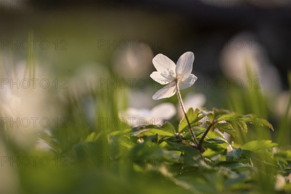 Sunlit single flower of an anemone (Anemone nemorosa) with yellow stamens against a blurred background in the light, conveying a calm, spring-like atmosphere, Bagno, Steinfurt, North Rhine-Westphalia, Germany