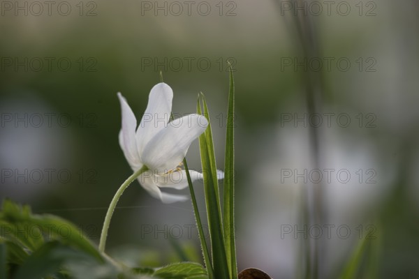 Delicate white anemones (Anemone nemorosa) with yellow stamens against a blurred background next to blades of grass in the light, conveying a calm, spring-like atmosphere, Bagno, Steinfurt, North Rhine-Westphalia, Germany