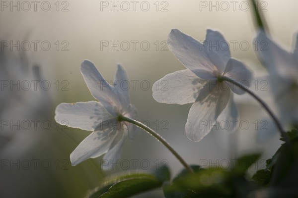 Rear view of delicate white anemones (Anemone nemorosa) with yellow stamens against a blurred background, conveying a calm, spring-like atmosphere, Bagno, Steinfurt, North Rhine-Westphalia, Germany