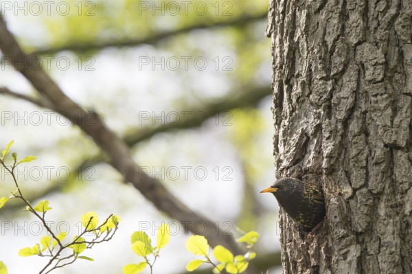 A starling (Sturnus vulgaris) looks away from its breeding den in a natural hollow on the trunk of a black alder (Alnus glutinosa), surrounded by fresh greenery in spring, Dümmer nature park Park, Lower Saxony, Germany