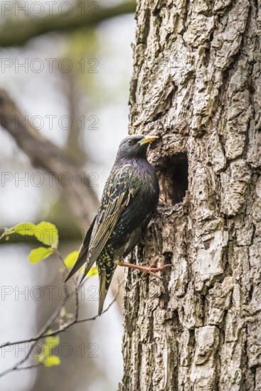 A starling (Sturnus vulgaris) sits in front of its breeding den natural den away from a tree trunk of a black alder (Alnus glutinosa), surrounded by fresh greenery in spring, Dümmer nature park Park, Lower Saxony, Germany