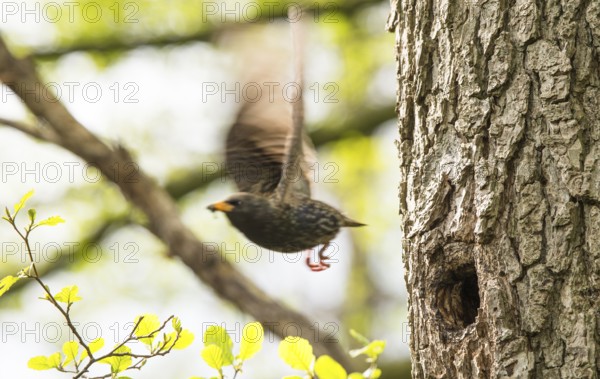 A starling (Sturnus vulgaris) flies away from a tree trunk of black alder (Alnus glutinosa), surrounded by fresh greenery in spring, Dümmer nature park Park, Lower Saxony, Germany