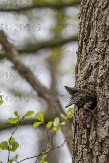A starling (Sturnus vulgaris) hatching in its natural nesting cavity in a tree trunk of a black alder (Alnus glutinosa), surrounded by fresh greenery in spring, Dümmer nature park Park, Lower Saxony, Germany