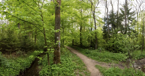 Frühlingswald am Wanderweg Ahornweg im Teutoburger Wald, Terra Vita nature park Park, Dissen, Lower Saxony, Germany