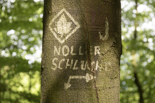 Close-up of a tree with hand-painted signs and writing Noller Schlucht in the forest on the Ahornweg hiking trail in the Teutoburg Forest, Terra Vita nature park Park, Dissen, Lower Saxony, Germany