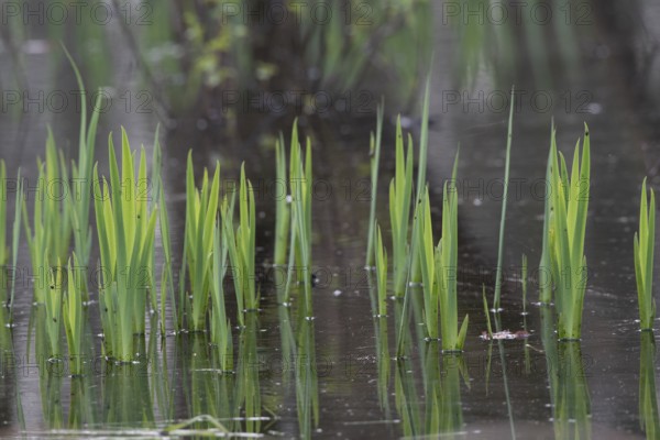 Green leaves of the water iris (Iris pseudocorus) are reflected in the calm water, Dümmerniederung, Lower Saxony, Germany