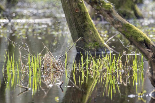 Green leaves of the water iris (Iris pseudocorus) are reflected in the calm water of a riparian forest, Dümmerniederung, Lower Saxony, Germany