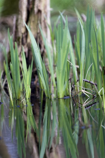 Green leaves of the water iris (Iris pseudocorus) are reflected in the calm water, Dümmerniederung, Lower Saxony, Germany