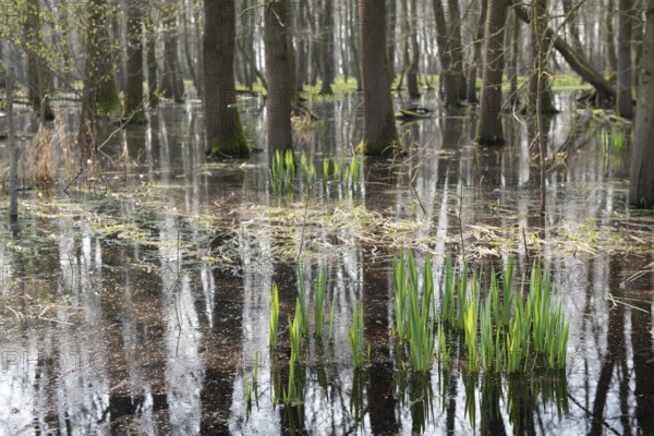 Flooded forest Alder quarry Floodplain forest Alder forest (Alnus glutinosa) with fresh spring growth in flood water, Dümmerniederung, Lower Saxony, Germany