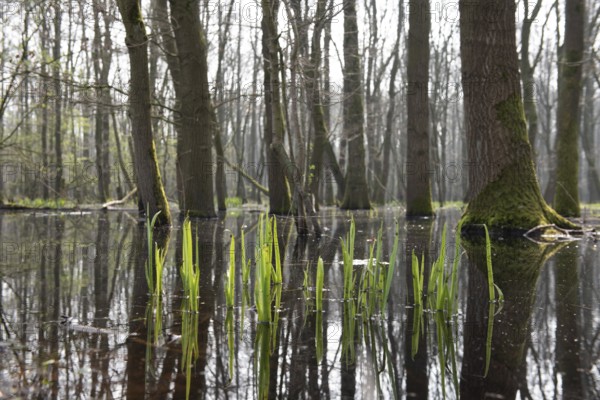 Flooded forest Alder quarry Floodplain forest Alder forest (Alnus glutinosa) with fresh spring growth of water iris (Iris pseudacorus) in flood water, Dümmerniederung, Lower Saxony, Germany