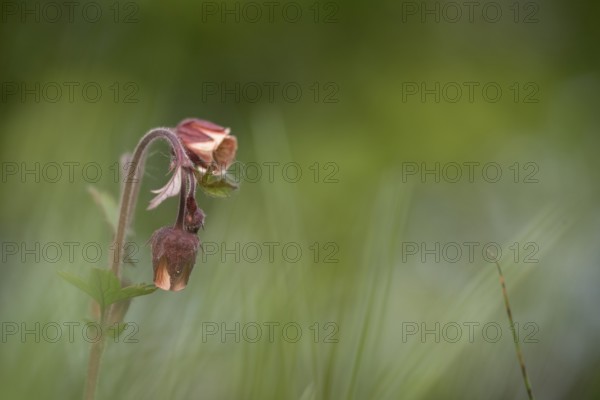 Single brook carnation (Geum rivale) with long stems on a marshy meadow, Lower Saxony, Germany