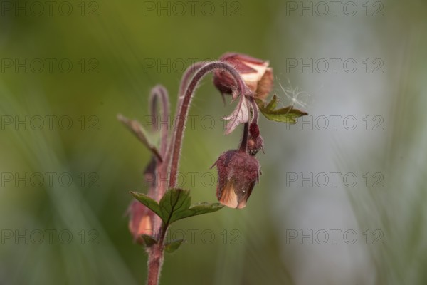 A red-flowering brook carnation (Geum rivale) with buds against a green background, Lower Saxony, Germany