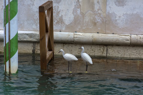 Two Great White Egrets (Ardea alba) on a boat mooring in the canal in Venice, Veneto, Italy