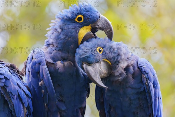 Two hyacinth macaws (Anodorhynchus hyacinthinus) sit on a dead branch at the edge of the forest and groom each other. Central and eastern South America
