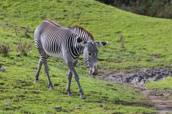 A Grévy's zebra (Equus grevyi)walks across a green meadow in hilly terrain. Botswana