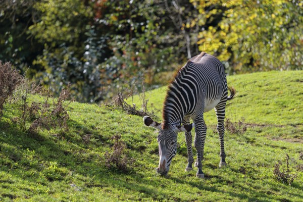 A Grévy's zebra (Equus grevyi) grazes in a green meadow. Botswana