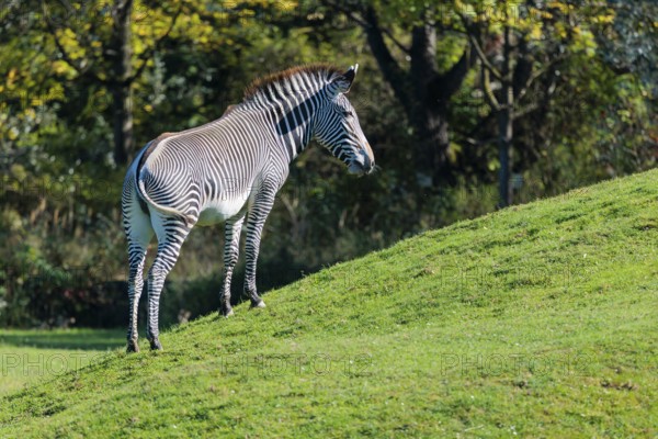A Grévy's zebra (Equus grevyi) stands in a green meadow in hilly terrain. Botswana