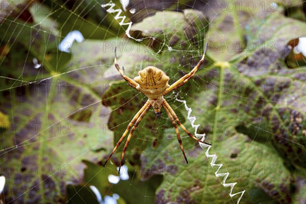 A spider centred in its web in front of blurred leaves, showing fine details, A wheel web spider Argiope Lobata near Salta in Argentina (Argiope Lobata)