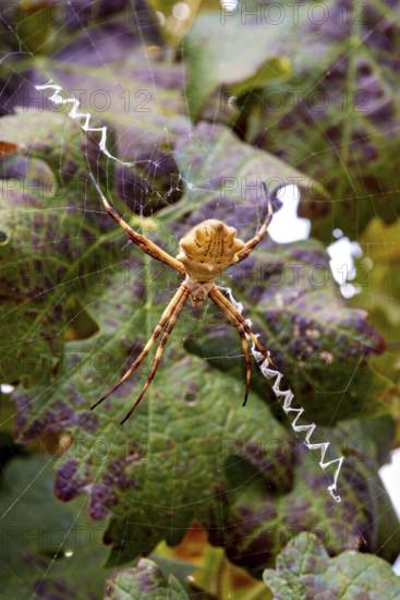 Spider sits in an elaborate web between green and purple leaves, a wheel web spider Argiope Lobata near Salta in Argentina (Argiope Lobata)