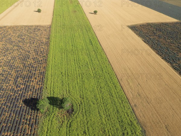 France, Provence, Alpes de Haute Provence, lavender fields and cornfields roll in soft waves across the Palteau de Valensole in spring aerial view