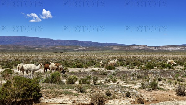 Llamas graze in a vast desert landscape with mountains in the background under a blue sky, The landscape of the Quebrada de Cafayate near Salta in Argentina