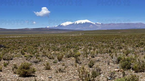 Flat desert area with snow-covered mountain in the background under clear sky, the landscape of Quebrada de Cafayate near Salta in Argentina