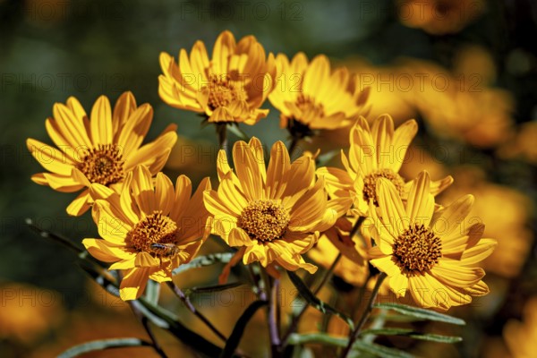 Bright yellow flowers blooming in the sunlight, surrounded by a green background, the common sun-eye (Heliopsis helianthoides) near Salta in Argentina