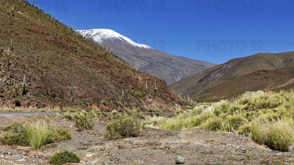 Desert landscape with snow-covered mountain and cacti under a blue sky, The landscape of the Quebrada with its large cacti near Salta in Argentina, Cardón cactus (Echinopsis atacamensis)
