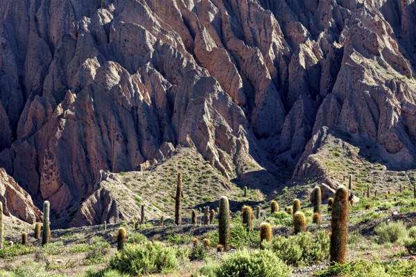 Rough rock formations with cacti and sparse vegetation in a dry, desert-like environment, The landscape of the Quebrada with its large cacti near Salta in Argentina, Cardón cactus (Echinopsis atacamensis)