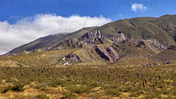 Mountains under a blue sky with cacti in the desert landscape, The landscape of the Quebrada with its large cacti near Salta in Argentina, Cardón cactus (Echinopsis atacamensis)
