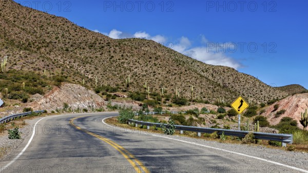 Winding road through mountain landscape with cacti and sky, The landscape of the Quebrada with its large cacti near Salta in Argentina, Cardón cactus (Echinopsis atacamensis)